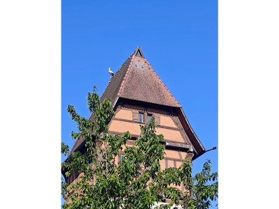 Holiday apartment Ferienwohnung Gaisweiher - Environment photo 26