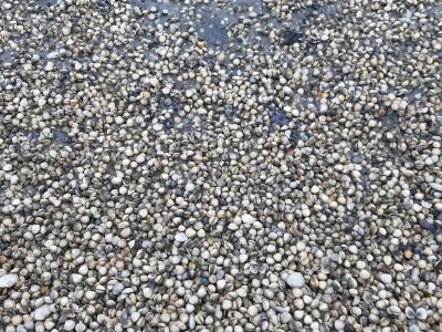 Holiday apartment Bi Antje van Achterndiek - Environment photo 40