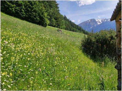 Holiday apartment Schwalbenstadl XL - Outdoor photo 6