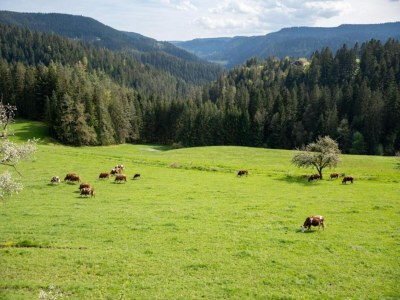 Farmhouse Gemütliche Ferienwohnung im Schwarzwald - Environment photo 35