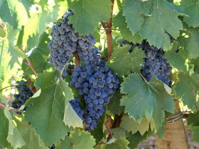 Holiday house CLOS DES CHENES - Environment photo 31