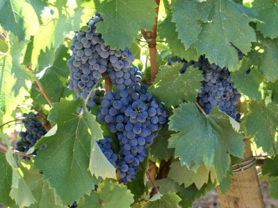 Villa LI SIAN BEN - Environment photo 33