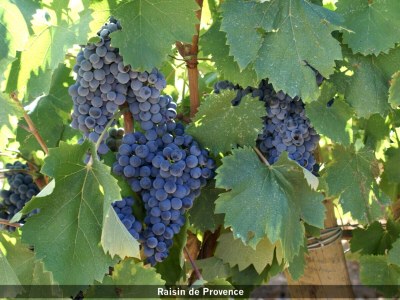 Holiday house MAS DU PERIGOULIER - Environment photo 21