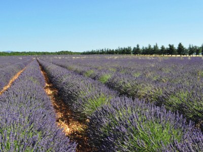Holiday house MAS DU PERIGOULIER - Environment photo 22