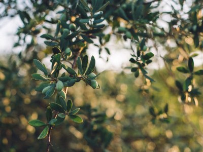 Holiday house MAS DU PERIGOULIER - Outdoor photo 24