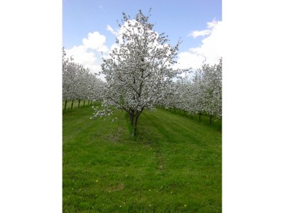 Holiday apartment Rebe-Meersburg House - Environment photo 28