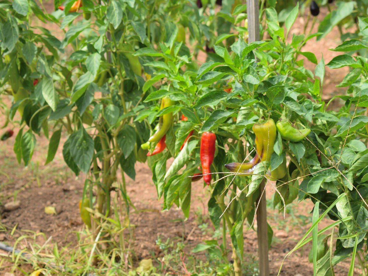 Cottage 097 Finca Son Fonto ETV/5239 by Mallorca Charme - Outdoor photo 3