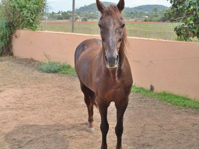 Cottage 097 Finca Son Fonto ETV/5239 by Mallorca Charme - Outdoor photo 12