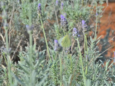 Cottage 099 Villa Can Burguet ETV/6452 by Mallorca Charme - Environment photo 31