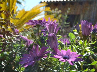 Cottage 115 Finca Sa Figuera Blanca ETV/2736 by Mallorca C - Environment photo 20