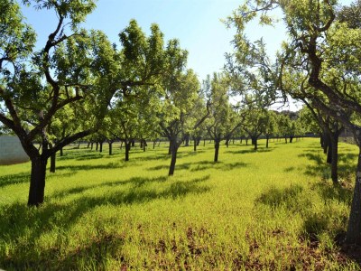 Cottage 115 Finca Sa Figuera Blanca ETV/2736 by Mallorca C - Environment photo 21