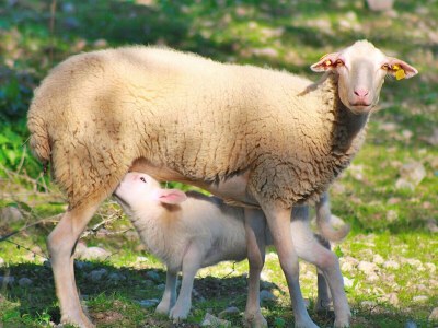 Cottage 115 Finca Sa Figuera Blanca ETV/2736 by Mallorca C - Environment photo 26