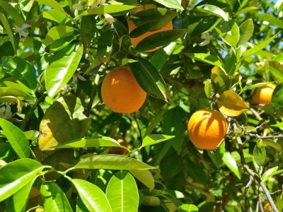 Cottage 128 Finca Son Rossinyol ETV/10657 by Mallorca Char - Environment photo 24