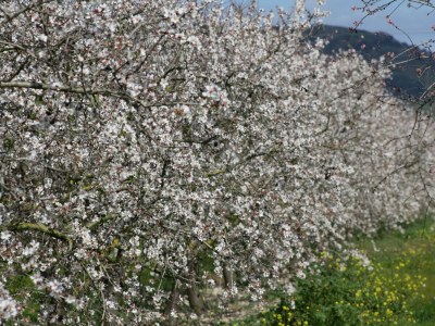 Holiday house 146 Casa Starfish ETV/6542 by Mallorca Charme - Outdoor photo 20