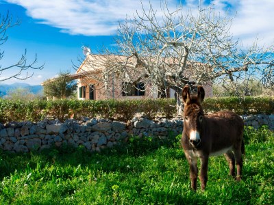 Cottage 155 Finca Son Rossignol VT/103965 by Mallorca Char - Environment photo 23