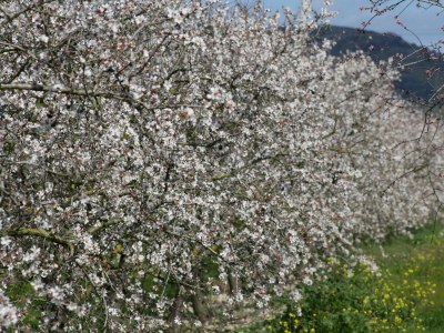 Holiday house 213 Casa Can Cantino ETV/5779 by Mallorca Charme - Environment photo 39