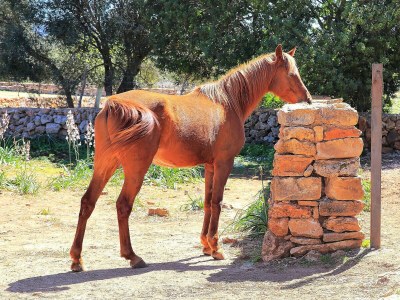 Cottage 235 Sa Cabaneta. S'original ETV/9570 by Mallorca - Outdoor photo 7