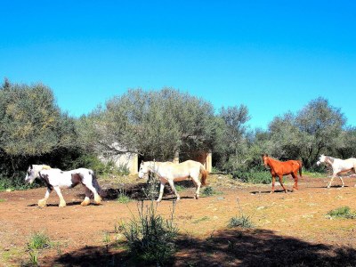 Cottage 235 Sa Cabaneta. S'original ETV/9570 by Mallorca - Environment photo 27