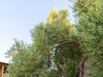 Villa Louloudia - Outdoor photo 10