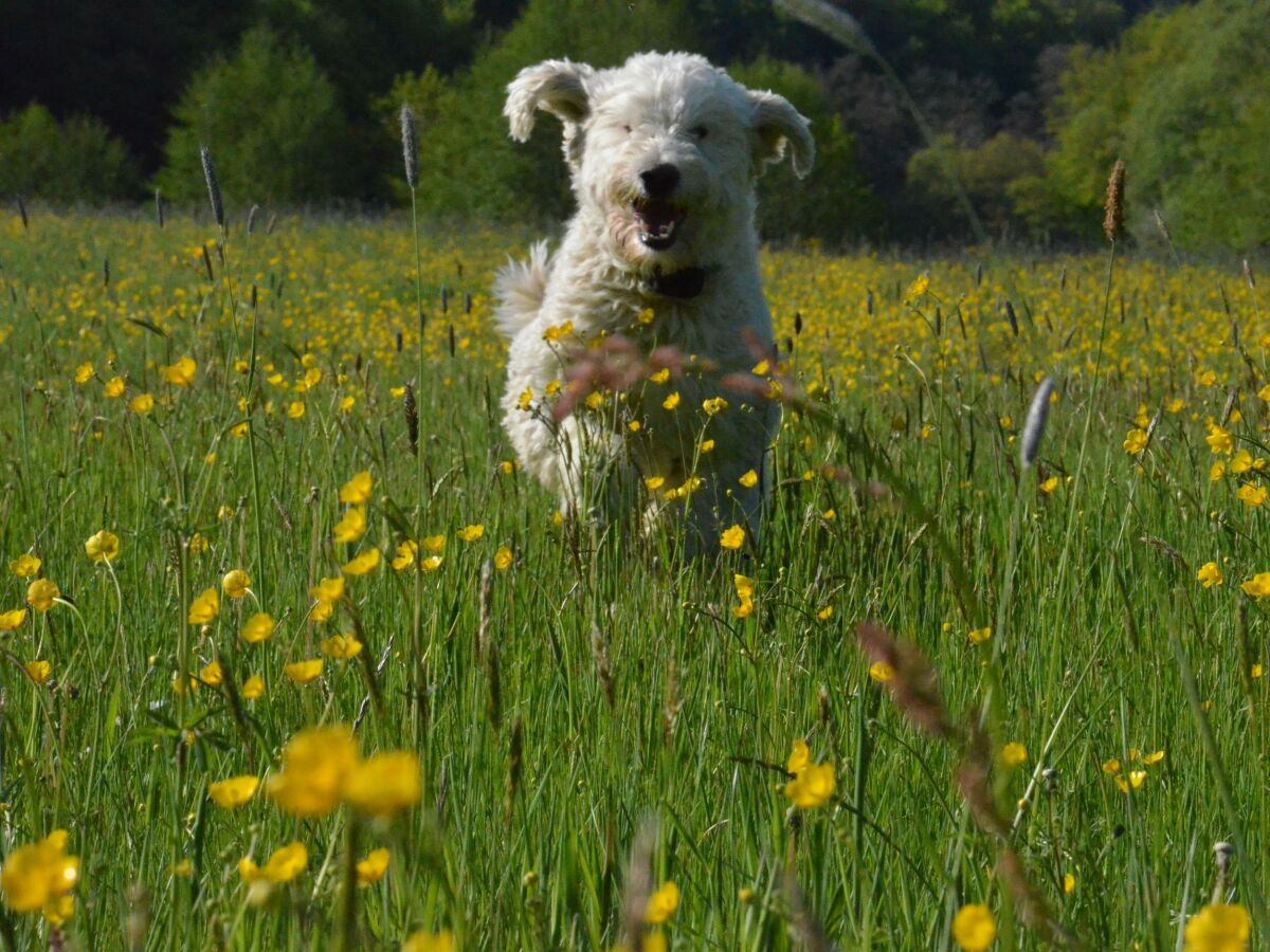 Apartment Ferienwohnung Humerich - Outdoor photo 4