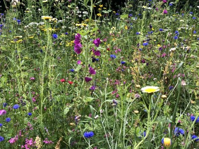 Apartment 4-Bett-Ferienhaus Dusche/WC, 2 Schlafräume - Outdoor photo 8