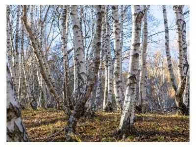 Holiday apartment Busacker 3 - Environment photo 31