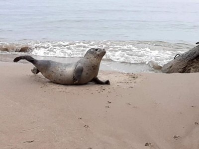 Holiday house 5 Personen Ferienhaus in Ålbæk-By Traum - Outdoor photo 21
