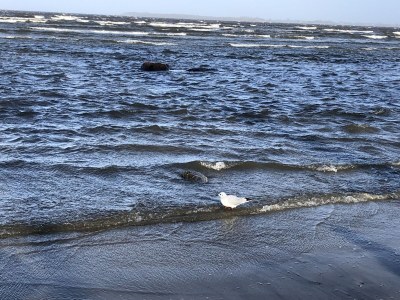 Holiday house Ferienhaus "Mee(h)rhuus" - Environment photo 38