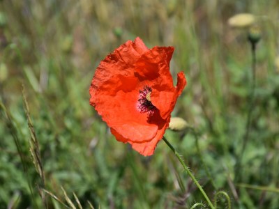 Holiday house Ferienhaus "Mee(h)rhuus" - Environment photo 40