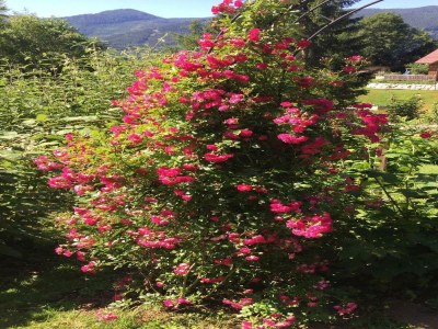 Holiday apartment Wildrose - Outdoor photo 31