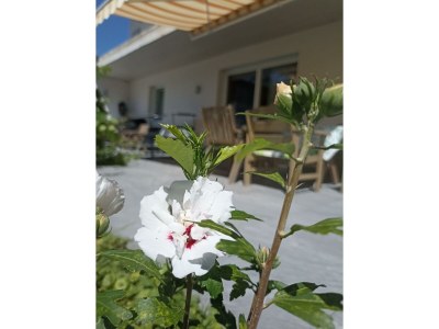 Apartment Ferienwohnung - Outdoor photo 7