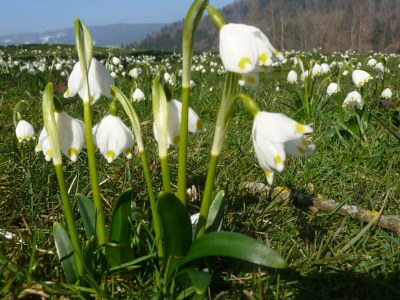 Apartment Ferienwohnung Berganemone - Outdoor photo 7