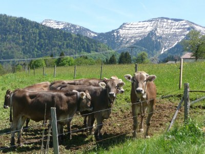 Apartment Ferienwohnung Berganemone - Outdoor photo 8