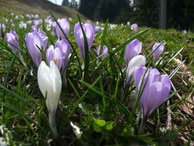 Apartment Ferienwohnung Berganemone - Outdoor photo 10