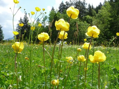 Apartment Ferienwohnung Berganemone - Outdoor photo 11