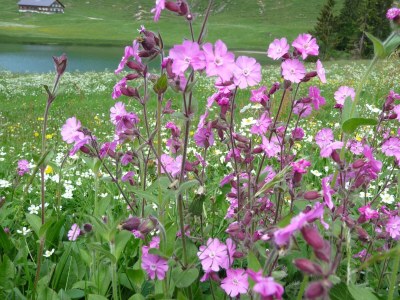 Apartment Ferienwohnung Berganemone - Outdoor photo 12