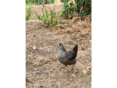 Holiday house Can Peñes - Outdoor photo 24