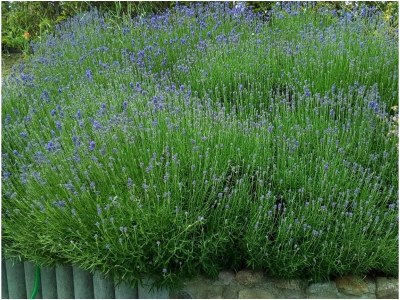 Holiday house Achternkieker 1 - Outdoor photo 7