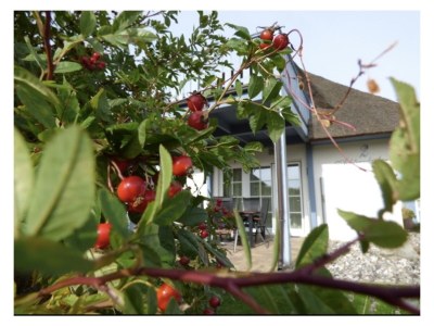 Holiday house Achternkieker 1 - Outdoor photo 8