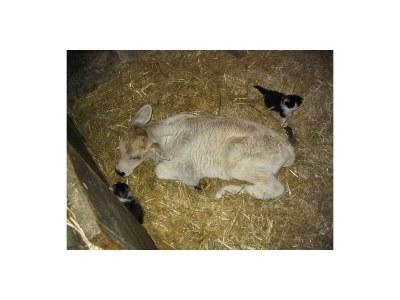 Chalet Chalet Perlungerhof - Environment photo 12