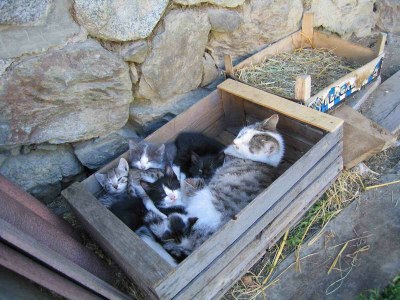 Chalet Chalet Perlungerhof - Environment photo 13