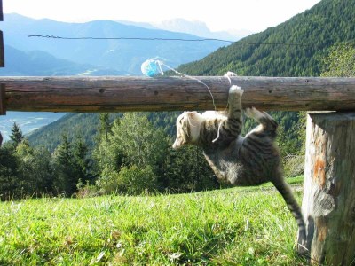 Chalet Chalet Perlungerhof - Environment photo 16