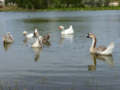 Villa Berni - Environment photo 22