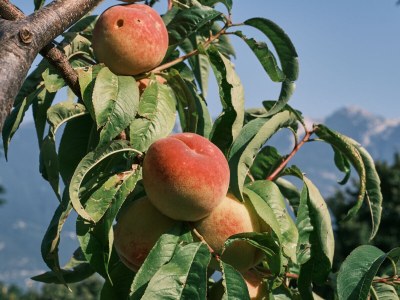 Holiday apartment Dolce Vista - Apartment "Lago" - Outdoor photo 12