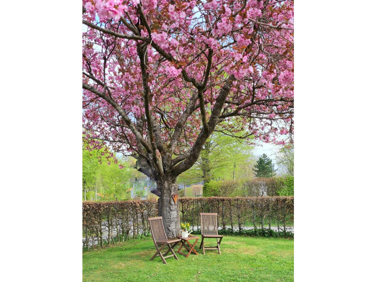 Holiday house Cherry trees in blossom - Outdoor photo 5