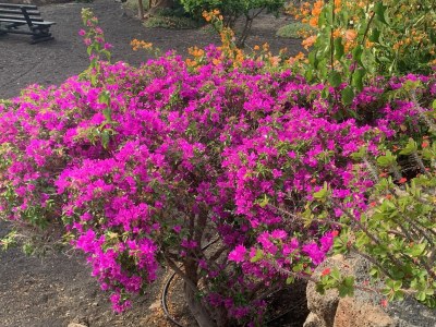 Holiday apartment Vista Janubio - Outdoor photo 6