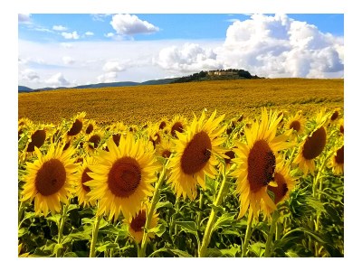 Holiday apartment Podere La Querciola - Amor - Environment photo 31