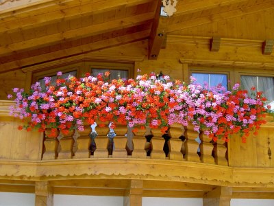 Apartment Ap./Wohn-Schlafraum/1 Schlafraum/Du,WC 2-4 - Features photo 18