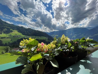 Apartment Ap./Wohn-Schlafraum/1 Schlafraum/Du,WC 2-4 - Features photo 35