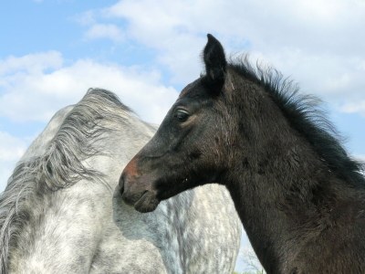 Holiday house House Schaalsee - Environment photo 37